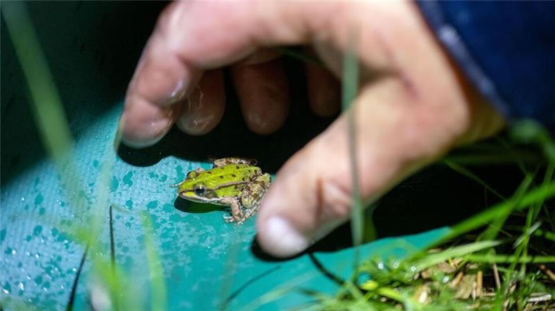 Helferinnen und Helfer bringen Amphibien wie diesen Frosch sicher über die Straßen (Archivbild).
