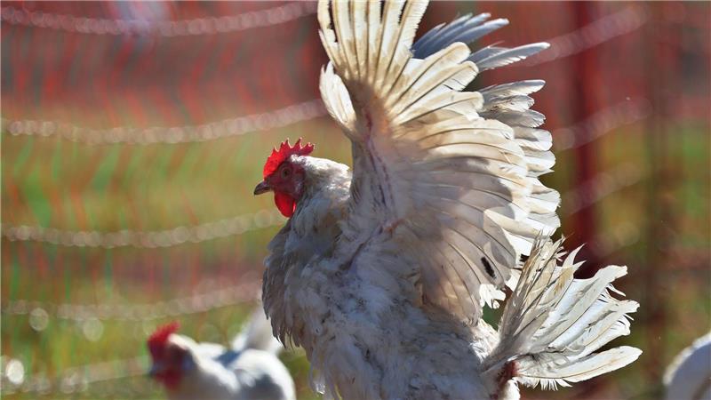 Hennen konnten sich selbst aus einem brennenden Stall retten. (Archivbild)