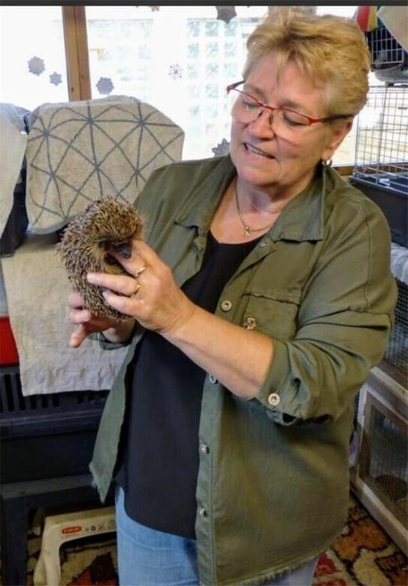"Henriette wurde am 17. März tagaktiv und auf Futtersuche in die Station gebracht", erklärt Stefanie Röse. Für die Auswilderung muss die Igel Dame 850 Gramm auf die Waage bringen.