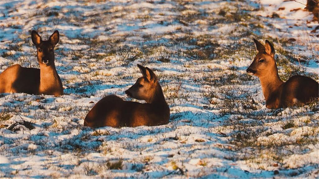 Henrike Minners Winterfoto ist im Alten Land in Westerladekop am Hinterdeich ent...