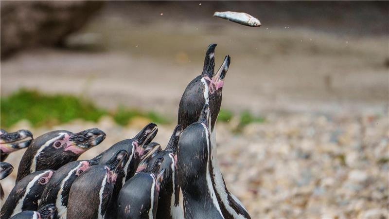 Her mit dem Futter - Pinguine schnappen bei einer öffentlicher Fütterung nach Fisch. 