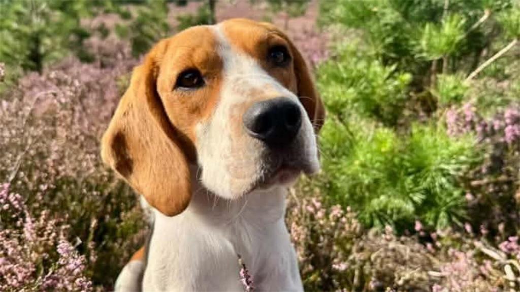 Herbert aus Stade wird am Welthundetag die Welt weiter mit Beagleaugen erkunden....