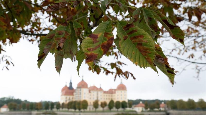 Ruhiges Herbstwochenende steht bevor Herbst am Schloss Moritzburg nahe Dresden.