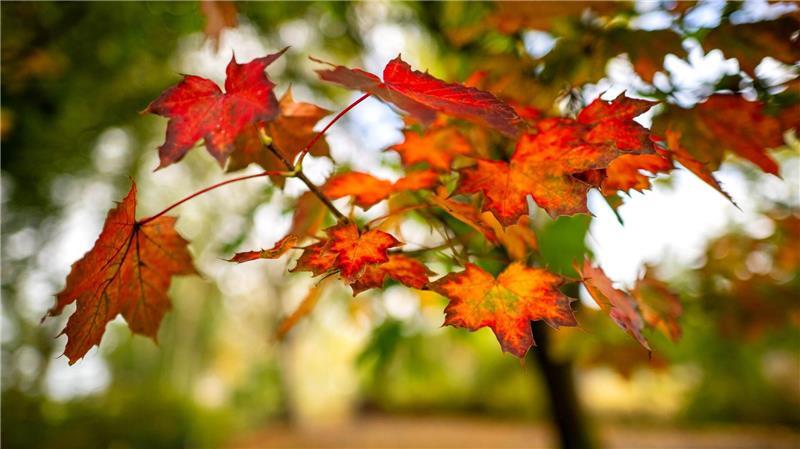 Herbstfarben: Orange und rot leuchten die Blätter eines Baumes in Ostfriesland. 