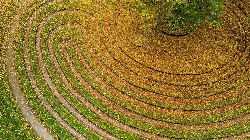 Herbstfarben im historischen Rasenlabyrinth „Das Rad“ 