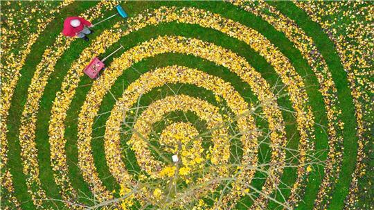 Herbstkunst im Garten: Ginkgo-Blätter in Spiralenform in einem Garten in Petersdorf