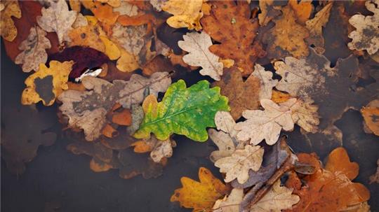 Herbstlaub, darunter ein gelb-grünes Eichenblatt, liegt in einer Regenpfütze.
