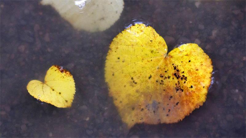 Herbstlich verfärbte Blätter in Herzform liegen in einer Pfütze.