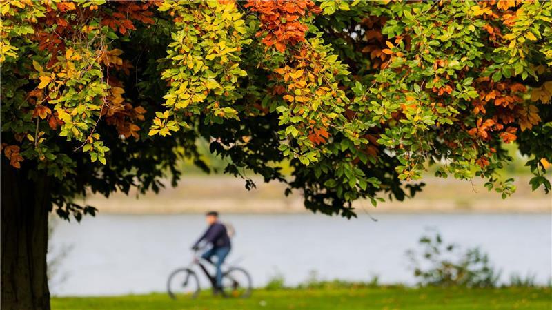 Bilder des Tages Herbsttag: Ein Radfahrer fährt in Köln hinter bunt verfärbten Blättern am Rheinufer entlang.