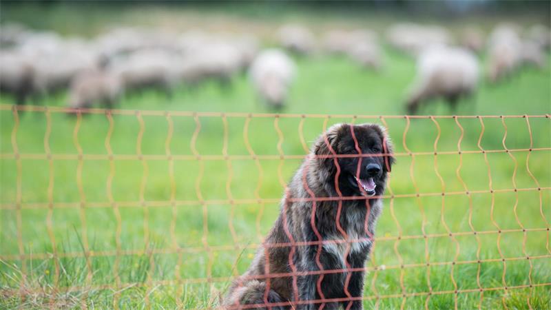 Herdenschutzmaßnahmen sind etwa Hütehunde oder Zäune. (Symbolbild)