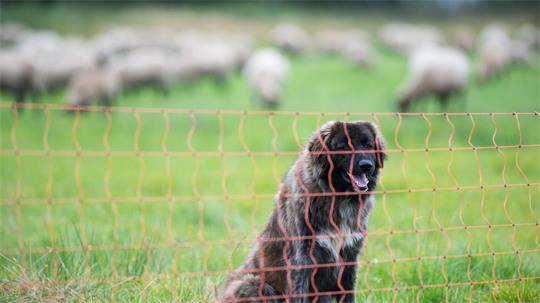 Herdenschutzmaßnahmen sind etwa Hütehunde oder Zäune. (Symbolbild)