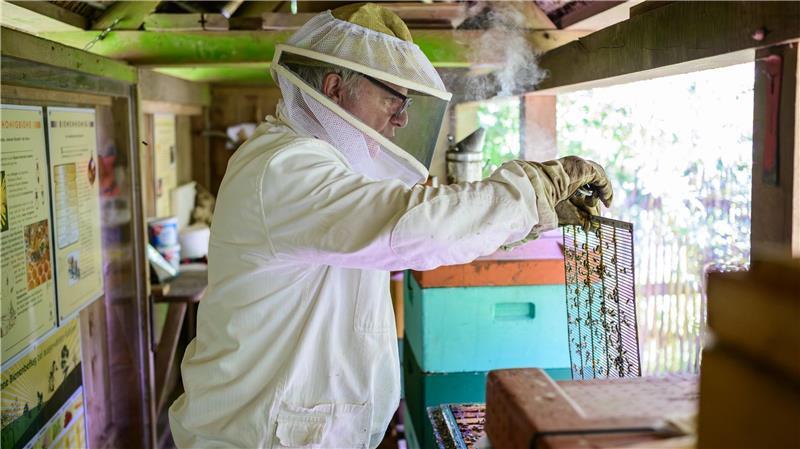 Trend Imkern: „Man darf den Zeitaufwand nicht unterschätzen“ Hermann Benesch, Vorsitzender des Imkervereins am Kiekeberg, kontrolliert auf dem Museumsgelände einen Bienenstock.
