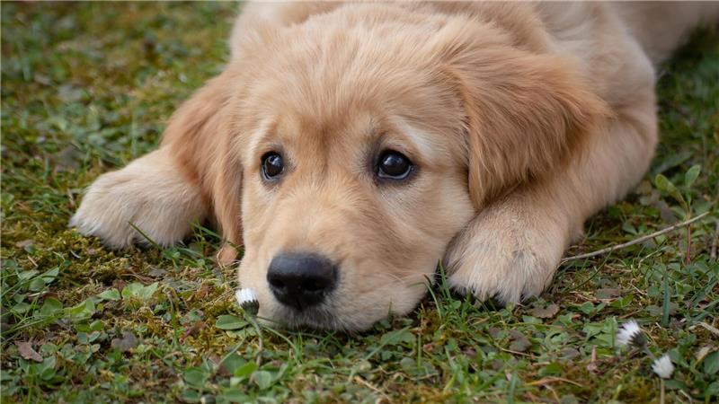 Steuererhöhung: Himmelpfortens Hundehalter werden zur Kasse gebeten Herrchen und Frauen finden steigende Hundesteuern sicher nicht so toll. Aber für den Familien-Liebling kein Grund, den Kopf hängen zu lassen - es sei denn, jetzt muss an Leckerlis gespart werden.