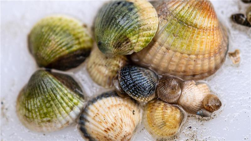 Herzmuscheln kommen häufig im Wattenmeer vor. (Archivbild)