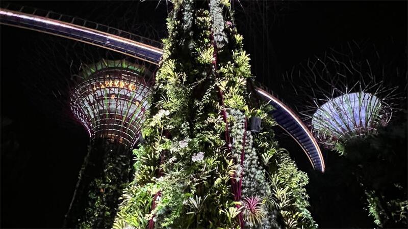 Herzstück der Parkanlage Gardens by the Bay sind sogenannte Supertrees. An den futuristischen Metallbäumen wachsen Zehntausende Pflanzen.