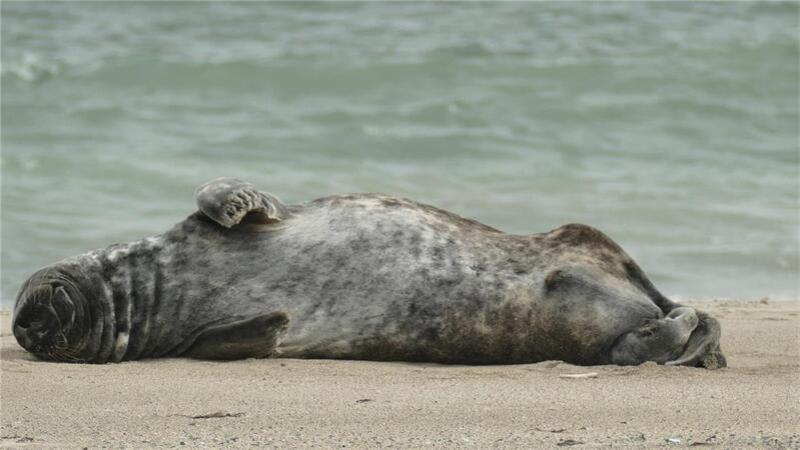 „Heute bleib ich liegen.“ Foto: Wessolowski
