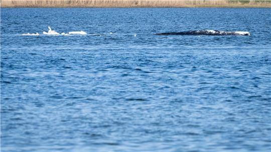 Heute könnte sich entscheiden, ob die Walrettung gelingt. 