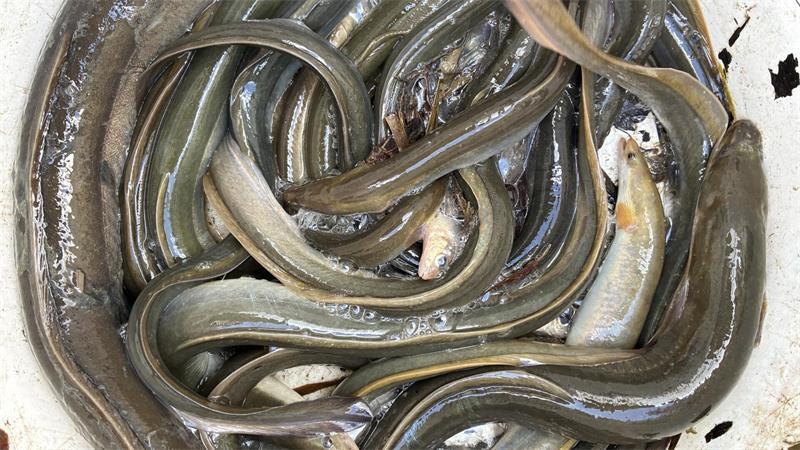 Altes Land: Elbfischer Lothar Buckow setzt auf Aalsuppe Heute sind einige Aale in den Reusen gelandet.