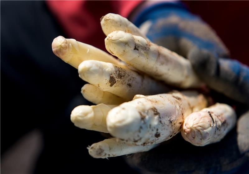 Heute werden die letzten Stangen Spargel in der Region gestochen. Die Erdbeersaison läuft durch das heiße Wetter rasant. Fotos: dpa