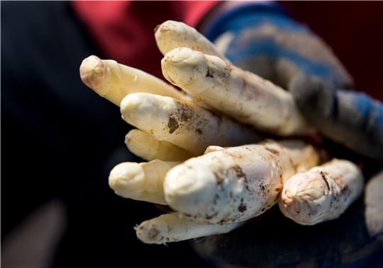 Heute werden die letzten Stangen Spargel in der Region gestochen. Die Erdbeersaison läuft durch das heiße Wetter rasant. Fotos: dpa