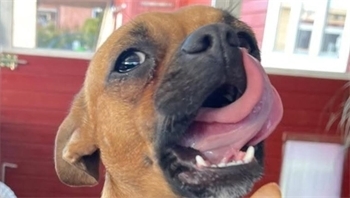 Hi, ich heiße Dora und bin fünf Jahre alt ich freue mich auf ein Eis an meinen Hundewelttag. Ich komme aus Oederquart, sagt Besitzerin Angelika Tripmaker stellvertretend.
