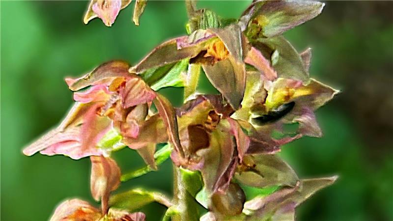 Der Steve Jobs der Botanik: Auf den Spuren von Jost Fitschen Hier bleibt die Rasierklinge aus dem Botaniker-Besteck im Mäppchen: Der Breitblättrige Stendelwurz, eine heimische Orchideenart, steht unter Naturschutz.