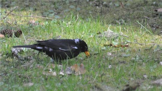 Hier ist ein sogenannter „Amsel-Weißling“, eine Amsel mit weißen Flecken, zu sehen. Farbanomalien kommen weltweit und bei vielen Vogelarten vor, vor allem die schwarz gefärbten Arten fallen auf.