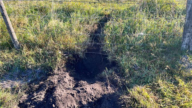 Wölfe töten bedrohte Heidschnuckenart bei Mulsum – Züchter will aufgeben Hier konnte ein Wolf den Weidezaun erfolgreich untergraben.