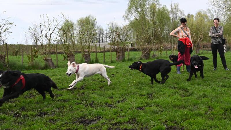 Hier soll Solarstrom produziert werden: Auf dem Platz an der Autobahn 26 zwischen Jork und Dammhausen können sich die Hunde austoben, der Verein Hundefreilauf Pfotenglück Jork sucht eine neue Wiese.