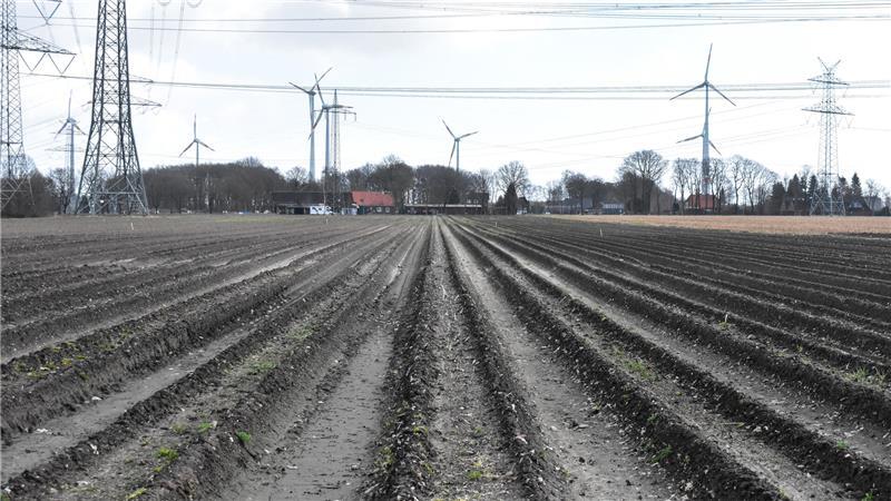 Hier wird grüner Spargel angebaut. Rund ein Drittel des Spargels ist Premium-Spargel.