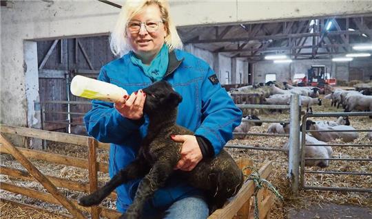 Hilke Strodthoff-Schneider muss derzeit Lämmchen mit der Flasche aufziehen. Die Muttertiere sind verstorben. Zum Teil liegt das an Biomüll, den Spaziergänger und auch Anwohner auf die Deiche werfen. Foto: Schubert