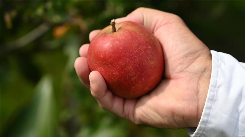 Hinter dem Hof stehen 400 Weirouge-Bäume, ein Apfel mit rotem Fruchtfleisch.