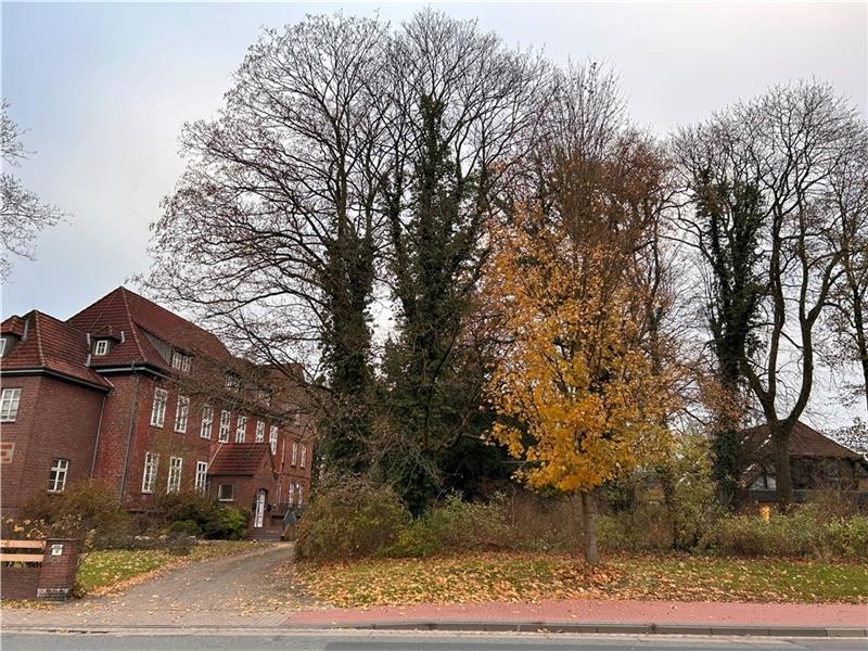 Hinter dem Steinmetzhaus an der Bundesstraße soll in Himmelpforten das Nahversorgungszentrum gebaut werden. Vorerst dürfen dafür keine Bäume gefällt werden. Foto: Klempow