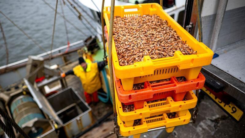 Hinter den Krabbenfischern liegen miese Wirtschaftsjahre. (Archivbild)