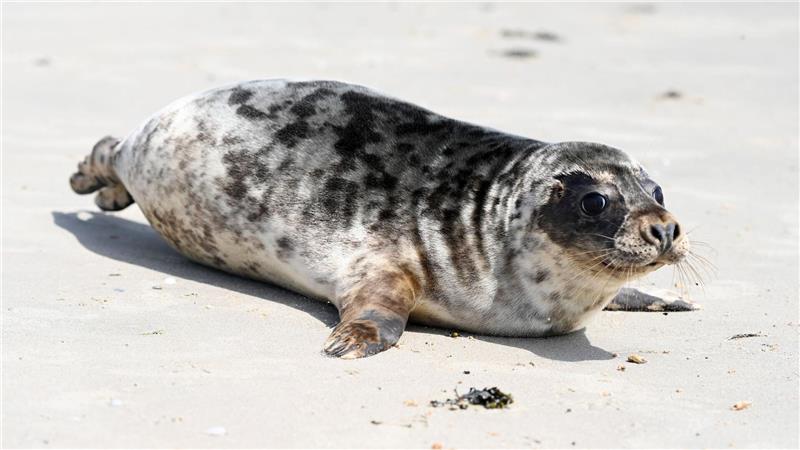 Hinter den beiden einst geschwächten Kegelrobben liegen mehrere Wochen Vollpension und Aufzucht in der Seehundstation Norddeich.