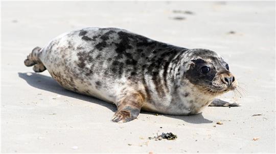 Hinter den beiden einst geschwächten Kegelrobben liegen mehrere Wochen Vollpension und Aufzucht in der Seehundstation Norddeich.