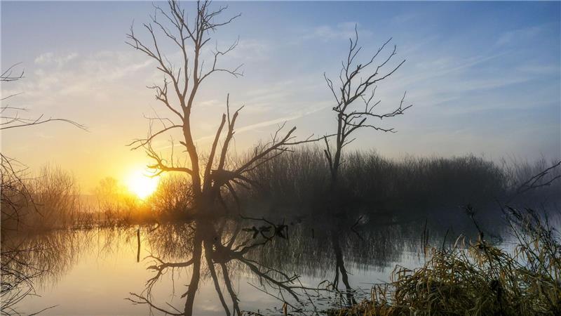 Hinter einem Biotop in Riedlingen geht am Morgen die Sonne auf.