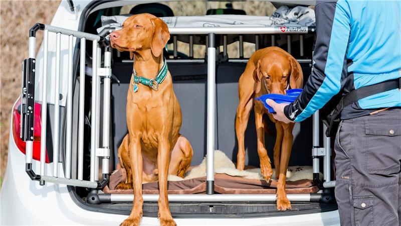 Hinter einem Transportgitter reisen Hunde im Auto besonders sicher.
