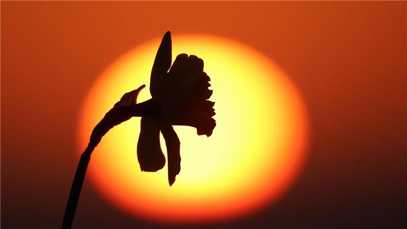 Hinter einer Osterglocke im Landkreis Biberach in Baden-Württemberg geht am Morgen die Sonne auf.