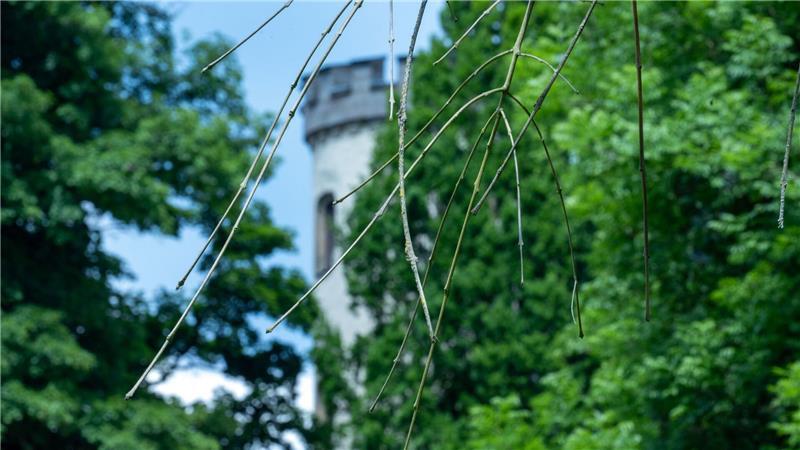 Historische Parkanlagen im Klimastress Hinter einer Trauer-Esche, deren Zweige vom Eschentriebsterben gezeichnet sind, ist ein Turm des Schlosses Rosenau zu sehen.