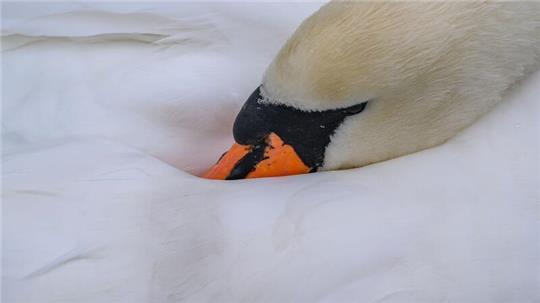 Hinweise auf einen Tierangriff gibt es laut Polizei nicht. (Symbolbild)