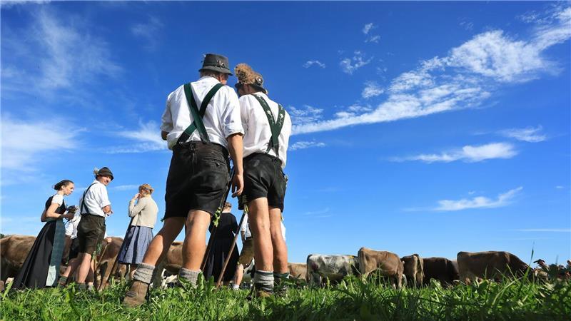 Bilder des Tages Hirten in Tracht: Viehscheid in Bayern