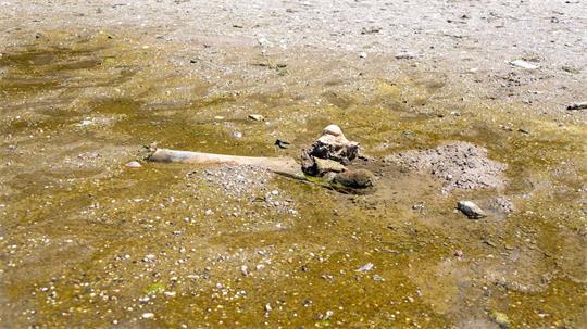 Hitze enthüllt Mammut-Unterkiefer in bulgarischem Donaudorf
