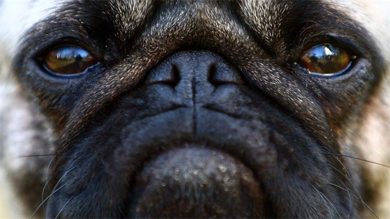 Qualzucht bei Hunden: Wenn Schönheit krank macht Hitze und Belastung können bei kurznasigen Hunden schwere Atemnot auslösen, die in Extremfällen zum Ersticken führen kann. (Symbolbild)