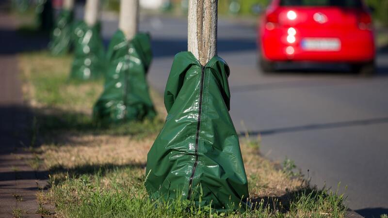 Zahlreiche Menschen wollen für Klimaschutz zahlen Hitze und Trockenheit im Sommer setzen den Bäumen zu. Damit sie die heißen Monate überstehen, gibt es Bewässerungssäcke, die langsam Wasser an den Boden abgeben.