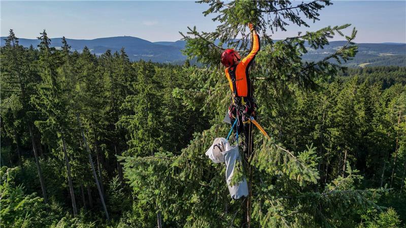 Bilder des Tages Hoffentlich schwindelfrei: Ein Zapfenpflücker pflückt in einem Wald in Sachsen Zapfen einer Douglasie in rund 35 Metern Höhe. Aus den Zapfen werden Samen gewonnen.