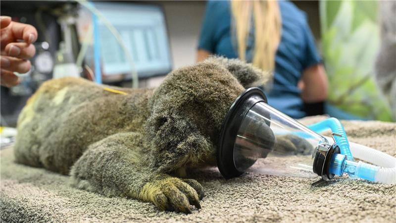 Hoffnung für Koalas: Neuer Impfstoff gegen Chlamydien vorgestellt