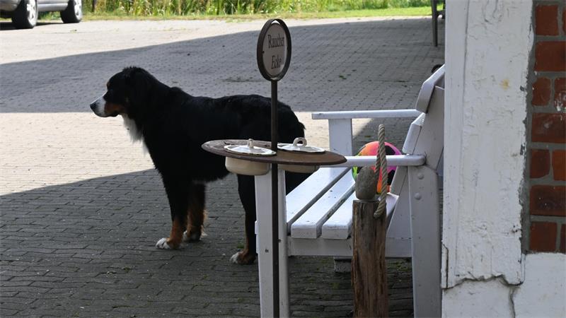 Kein Jahr Pause: Ehepaar urlaubt seit 25 Jahren im Alten Land Hofhund Timmi gehört mit zum Obsthof. Mittlerweile haben die Richters schon drei Hofhunde kennen gelernt.