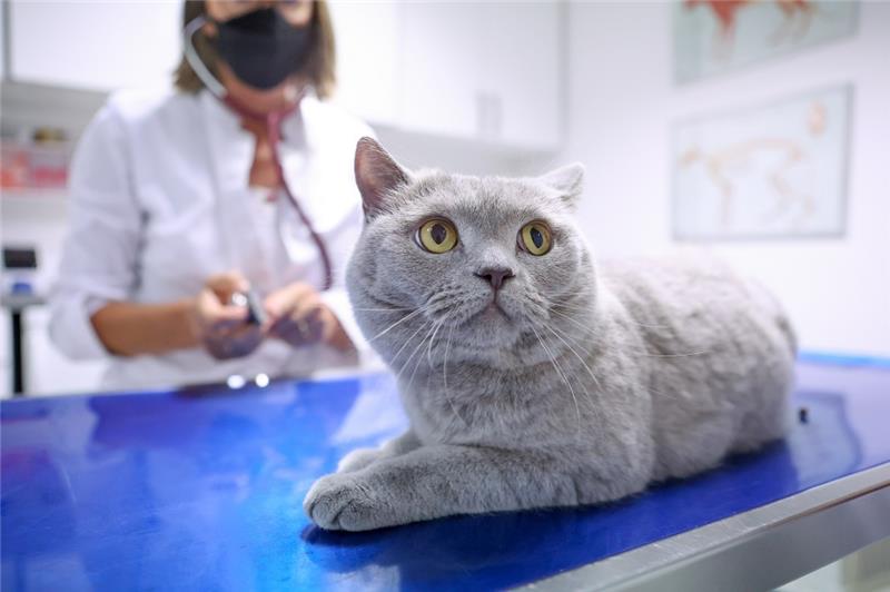 Höhere Tierarzt-Gebühren – Das sind die Folgen Hohe Tierarztkosten? Wer deshalb überlegt, eine Krankenversicherung für den Vierbeiner abzuschließen, sollte vor Vertragsabschluss das Kleingedruckte lesen. Denn nicht immer werden alle Behandlungskosten erstattet. Foto: Karolin Krämer/dpa-tmn