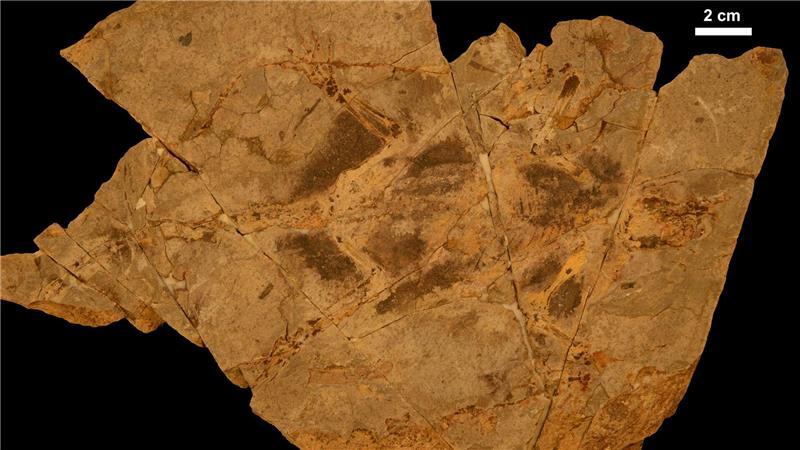 Einheitsbraun statt bunt: So sahen Säugetiere einst aus Holotypexemplar der kreidezeitlichen Säugetierform Arboroharamiya fuscus.
